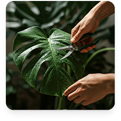 Plant professional caring for monstera